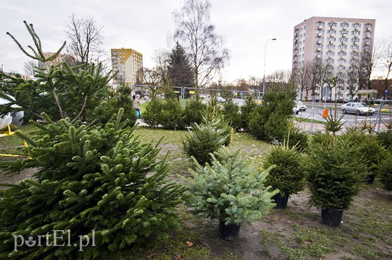 Elbląg, Wielu szuka drzewka idealnego