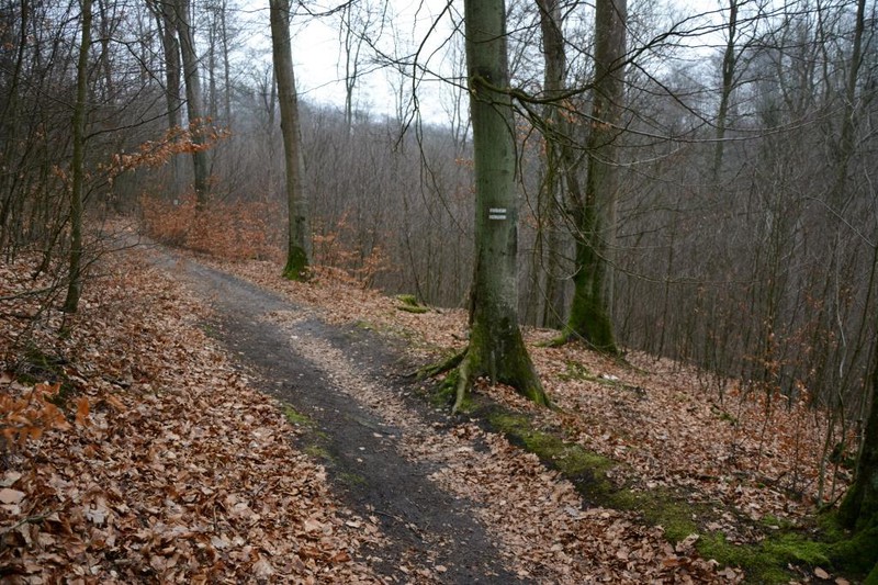 Elbląg, Prace leśne w Bażantarni Elbląg, Prace leśne w Bażantarni