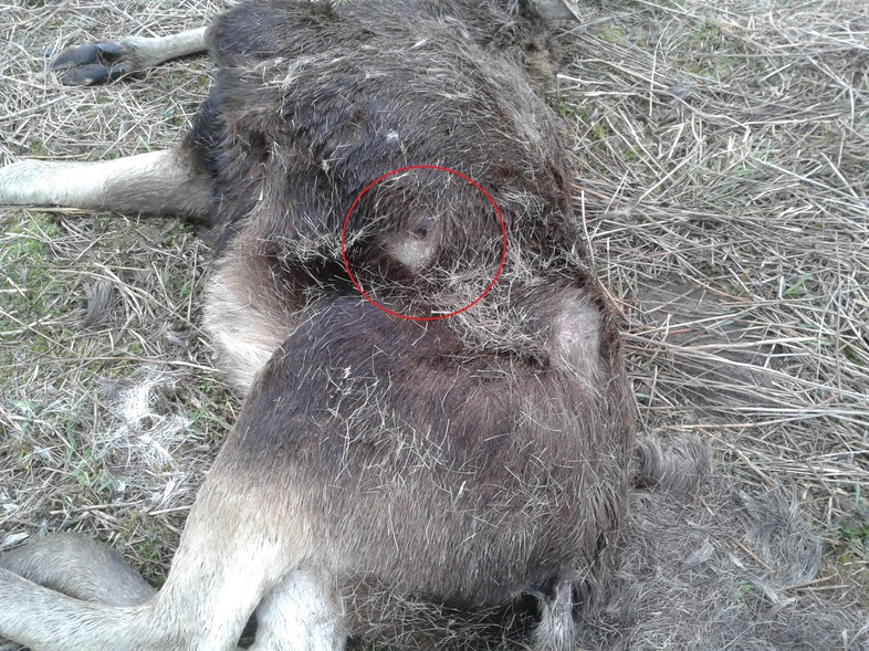 Elbląg, Martwego łosia znaleziono w podelbląskich Tropach (mat. operacyjne policji) Elbląg, Martwego łosia znaleziono w podelbląskich Tropach (mat. operacyjne policji)