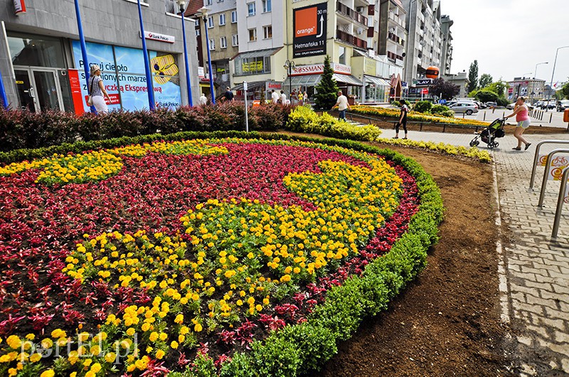 Elbląg, W ubiegłym roku na rabatkach rządził Batman Elbląg, W ubiegłym roku na rabatkach rządził Batman