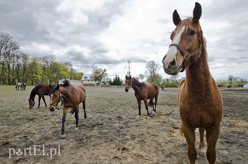 Elbląg, Obecnie Fundacja Końskie Zdrowie opiekuje się 18 końmi