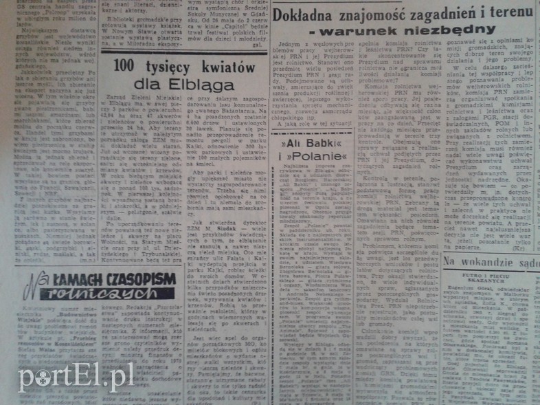 Elbląg, 100 tys. kwiatów dla Elbląga Elbląg, 100 tys. kwiatów dla Elbląga