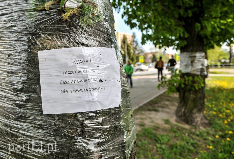 Elbląg, Takimi foliami zostało oklejonych 850 kasztanowców Elbląg, Takimi foliami zostało oklejonych 850 kasztanowców