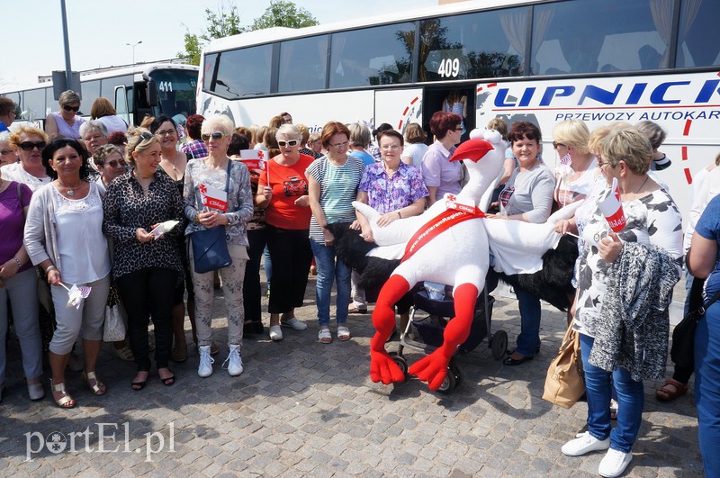 Elbląg, Paniom towarzyszy jak co roku bociania maskotka