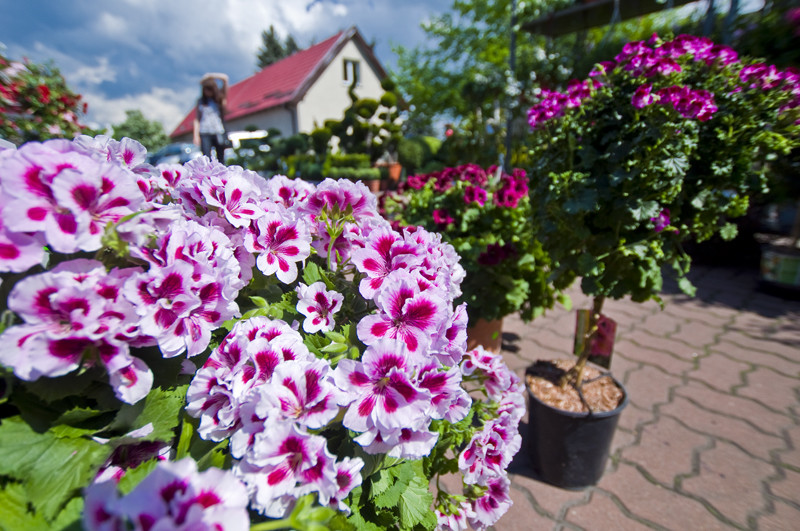 Pelargonia angielska