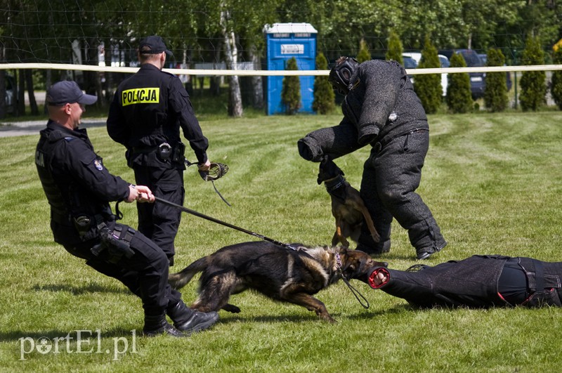Elbląg, Jednym z punktów egzaminu była agresja. Zdaniem przewodników, dla psów takie zadanie to nagroda Elbląg, Jednym z punktów egzaminu była agresja. Zdaniem przewodników, dla psów takie zadanie to nagroda