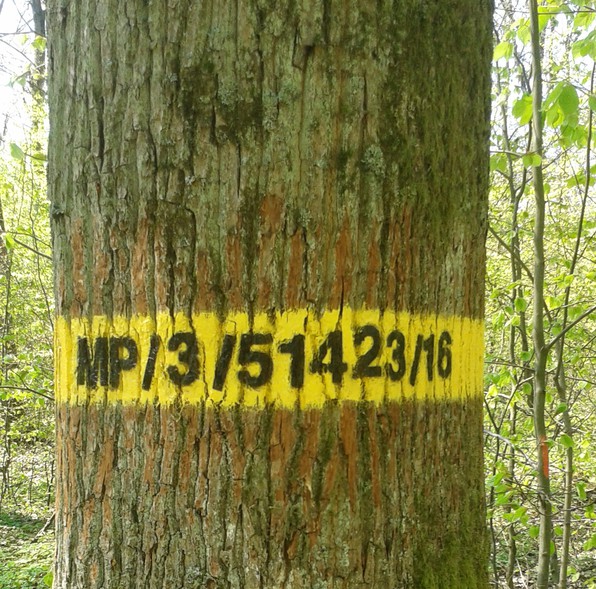 Elbląg, Leśna metoda na wnuczka (Opowieści z lasu, odc.16) Elbląg, Leśna metoda na wnuczka (Opowieści z lasu, odc.16)
