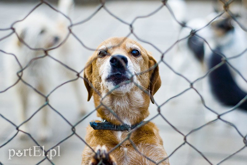 Elbląg, Podopieczni schroniska czekają na Ciebie!