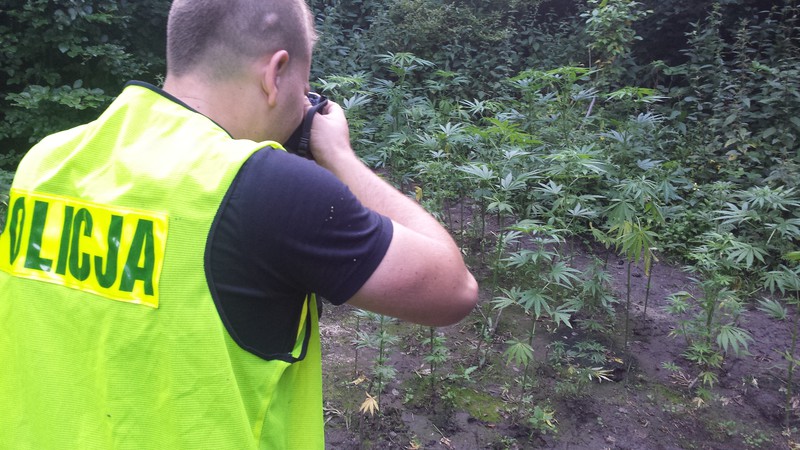 Elbląg, Udawali grzybiarzy, a hodowali konopie