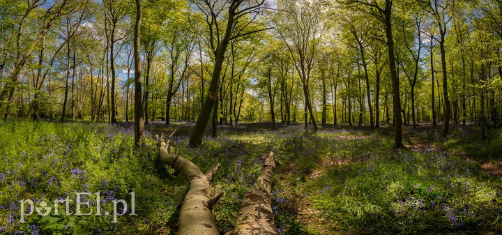 Elbląg, Taki widok z rana Elbląg, Taki widok z rana
