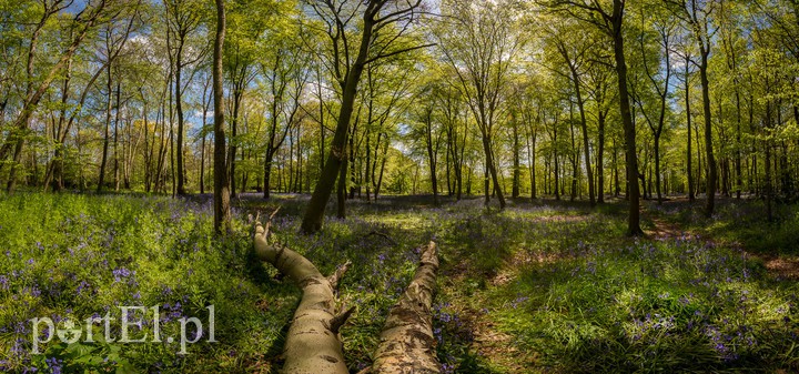 Elbląg, Taki widok z rana