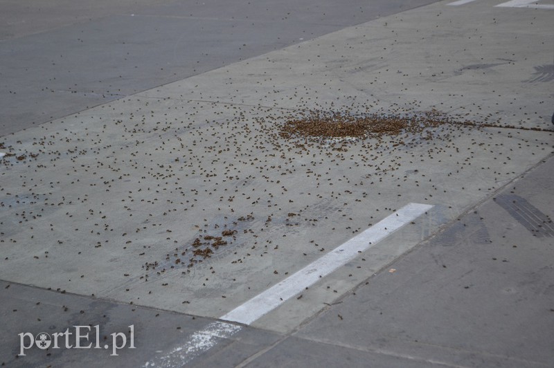 Elbląg, Atak pszczół na parking centrum handlowego Elbląg, Atak pszczół na parking centrum handlowego