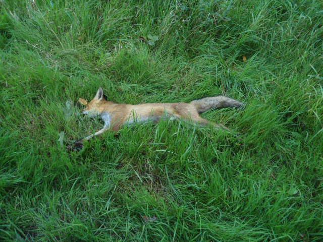 Elbląg, Poszedł na grzyby i znalazł konającego lisa