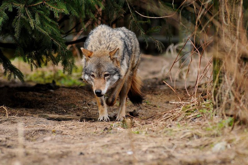 Elbląg, Wilk nie jest wrogiem człowieka (Opowieści z lasu, odc. 29) Elbląg, Wilk nie jest wrogiem człowieka (Opowieści z lasu, odc. 29)