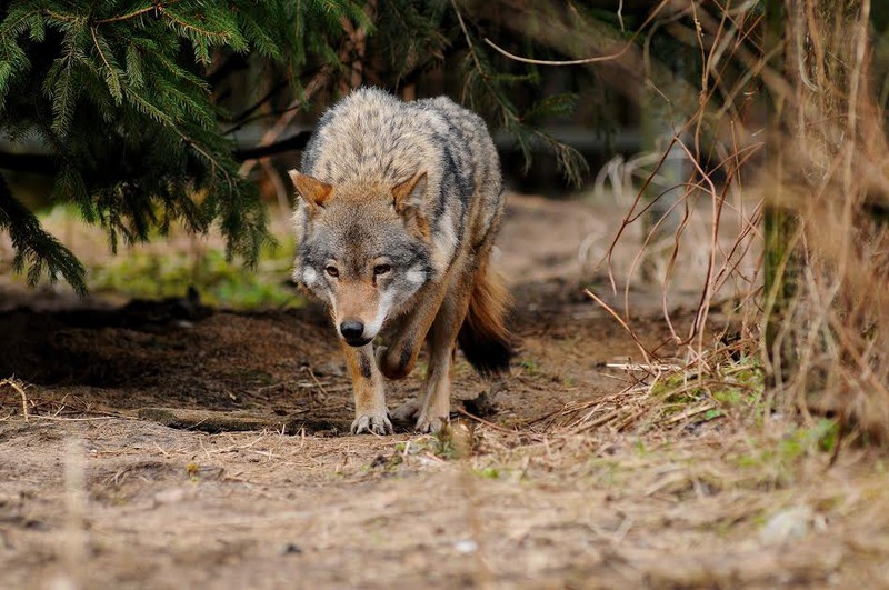 Elbląg, Wilk nie jest wrogiem człowieka (Opowieści z lasu, odc. 29)