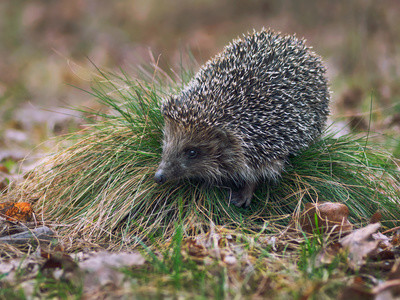 Elbląg, Erinaceus roumanicus - jeż wschodni