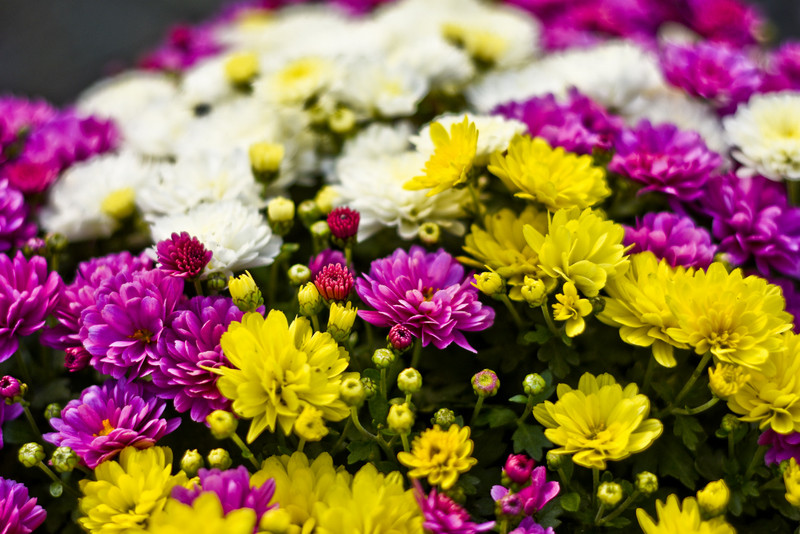 Pamiętajcie o kwiatach...