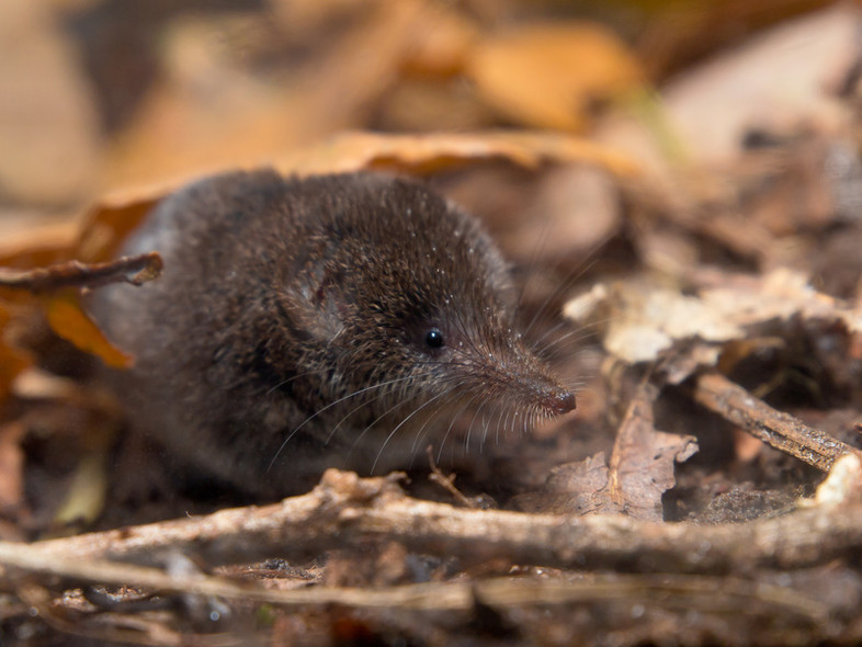 Elbląg, Sorex minutus, czyli ryjówka malutka Elbląg, Sorex minutus, czyli ryjówka malutka