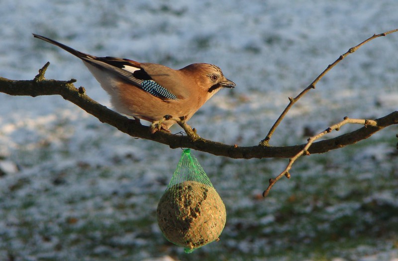 Elbląg, Zimowe menu dla zwierzyny (Opowieści z lasu, odc. 36)