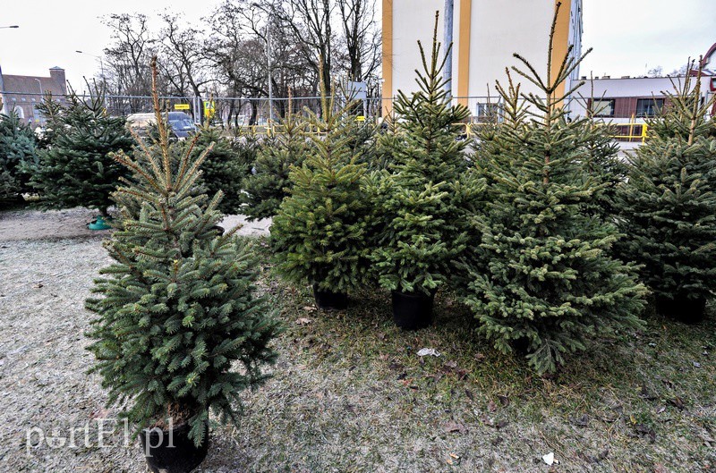 Elbląg, Choinkowy zawrót głowy