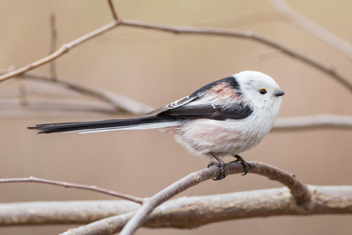 Elbląg, Biała kuleczka mieszka wśród drzew (Opowieści z lasu, odc. 41)