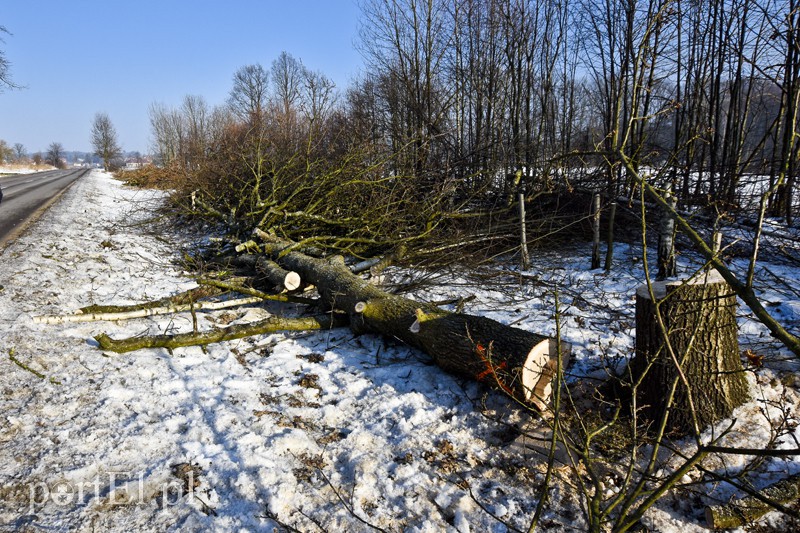 Elbląg, Wycinka na Fromborskiej, tu będzie ścieżka Elbląg, Wycinka na Fromborskiej, tu będzie ścieżka