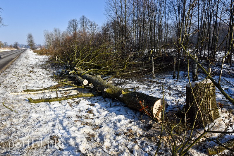 Elbląg, Wycinka na Fromborskiej, tu będzie ścieżka