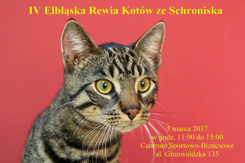 Elbląg, Czwarta Elbląska Rewia Kotów już w niedzielę