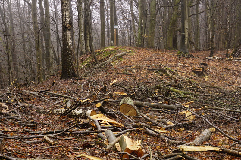 Elbląg, Wycinka pod kontrolą Elbląg, Wycinka pod kontrolą
