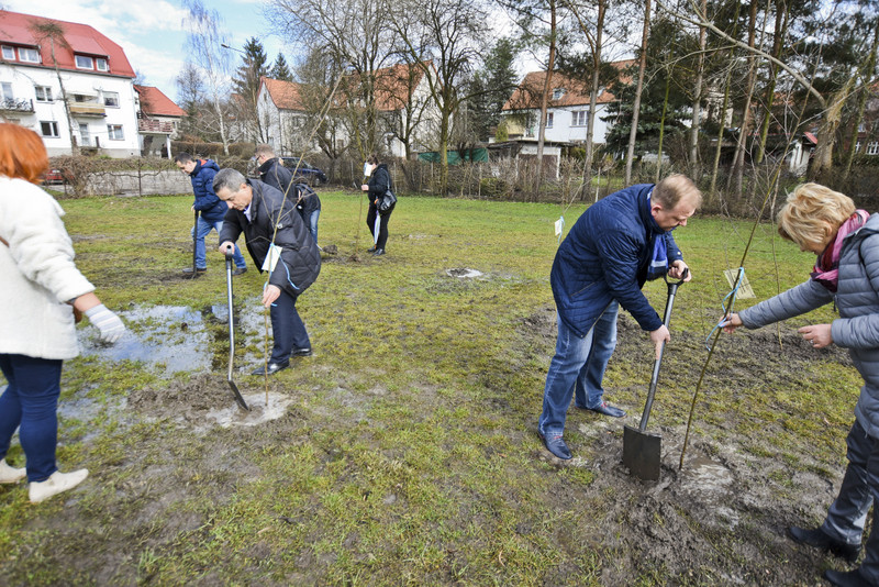 Elbląg, Jedni tną, inni sadzą