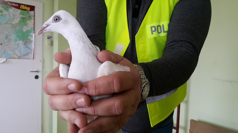 Elbląg, Odzyskali skradzione gołębie i zatrzymali sprawcę Elbląg, Odzyskali skradzione gołębie i zatrzymali sprawcę