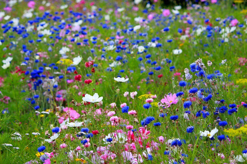 Elbląg, Posieją kwiaty w parku Modrzewie