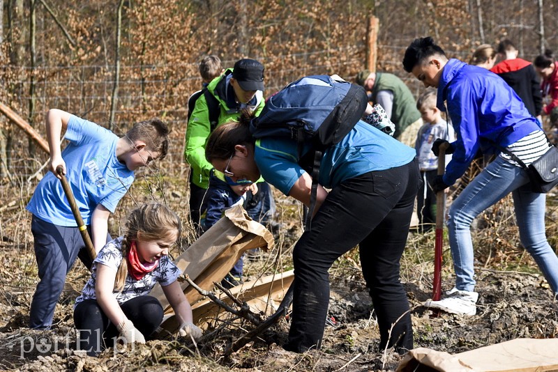 Elbląg, Zasadzili tysiąc nowych drzew Elbląg, Zasadzili tysiąc nowych drzew