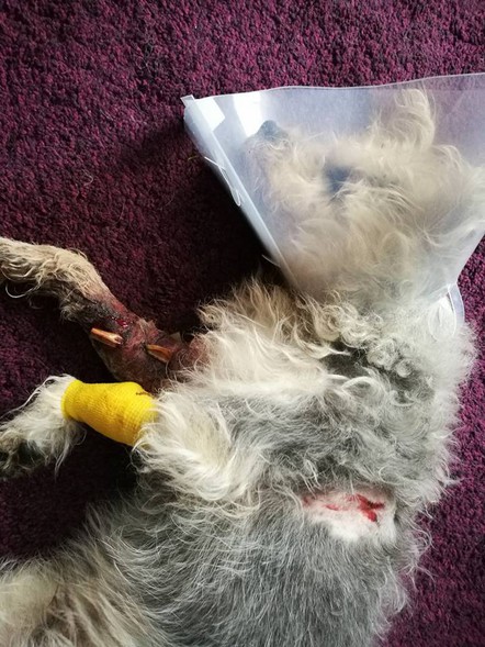Elbląg, Pies Pana Piotra jest już po operacji, właścicielowi grozi seria bolesnych zastrzyków