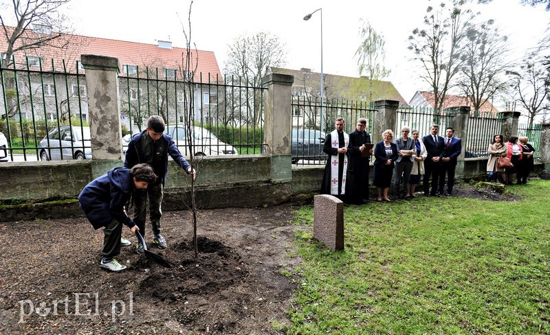 Elbląg, Dziś posadzono dąb poświęcony Lucjanowi Fluderskiemu