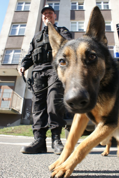 Elbląg, Prawdziwe psy na bomby i narkotyki