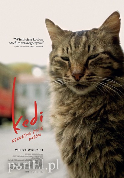 „Kedi – sekretne życie kotów” w Multikinie
