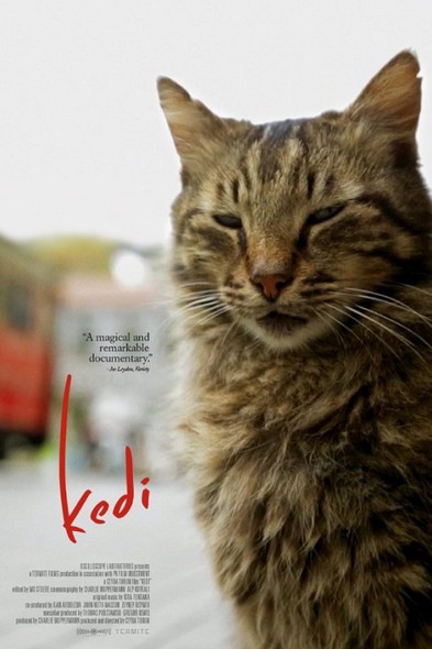 Kedi - sekretne życie kotów w kinie Światowid