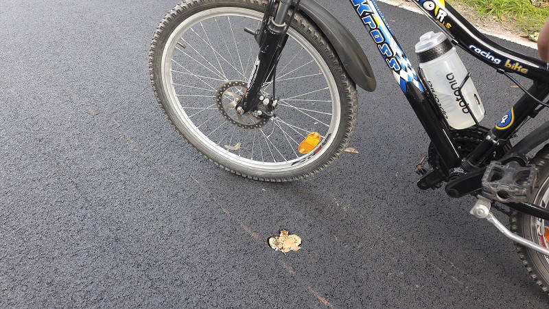 Elbląg, Ścieżka do Krasnego Lasu nie tak idealna  (Śladem publikacji)