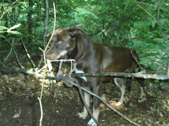 Elbląg, Kto przywiązał psa do drzewa? Pomóż znaleźć sprawcę!