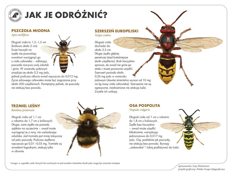 Elbląg, Nie taki szerszeń straszny (Opowieści z lasu, odc.75)