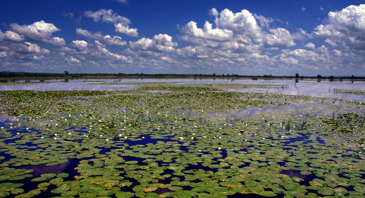 Elbląg, Jezioro Druzno to jedno z najchętniej fotografowanych miejsc w regionie Elbląg, Jezioro Druzno to jedno z najchętniej fotografowanych miejsc w regionie