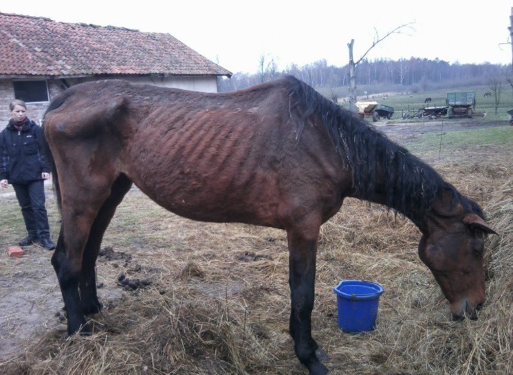 Elbląg, W takim stanie były zwierzęta zabrane z gospodarstwa w Cielętniku przez inspektorów OTOZ Animals