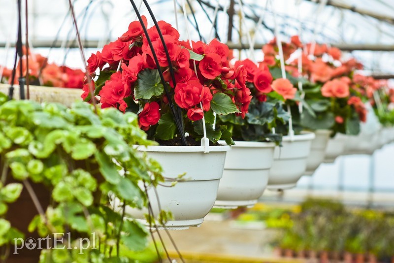 Begonia solenia to bardzo efektowna roślina, która pięknie się prezentuje przez cały sezon Begonia solenia to bardzo efektowna roślina, która pięknie się prezentuje przez cały sezon