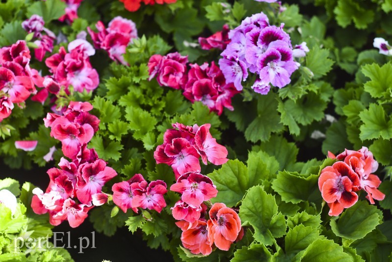 Pelargonia angielska zachwyca różnorodnością barw Pelargonia angielska zachwyca różnorodnością barw