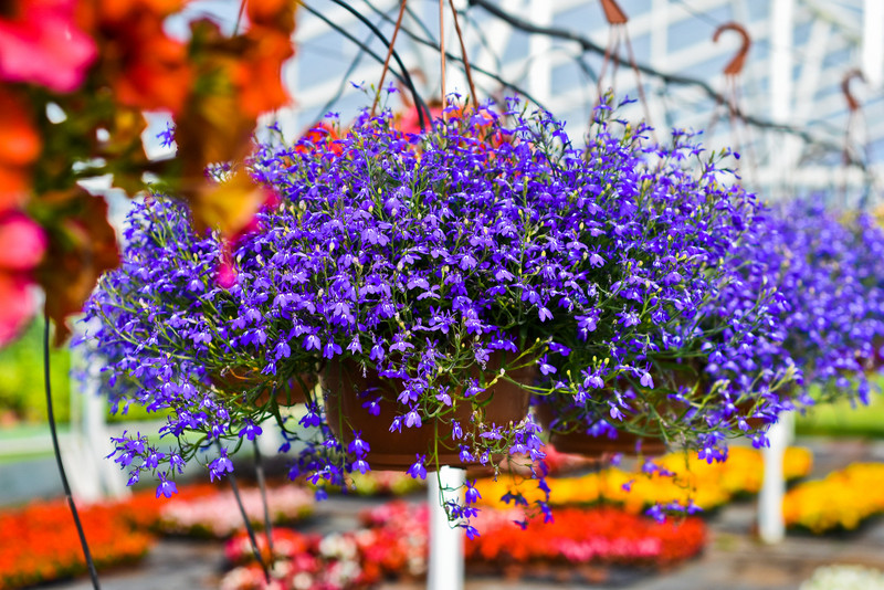Lobelia Lobelia