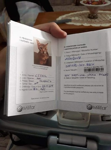 Elbląg, Albański paszport kota felietonistki