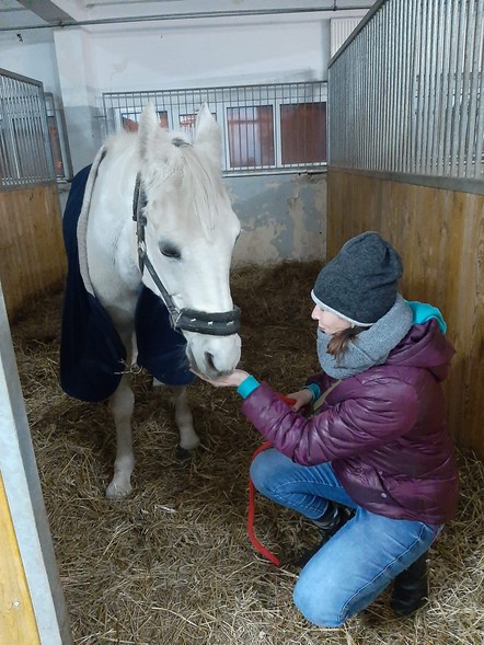 Elbląg, Konie w azylu wracają do zdrowia