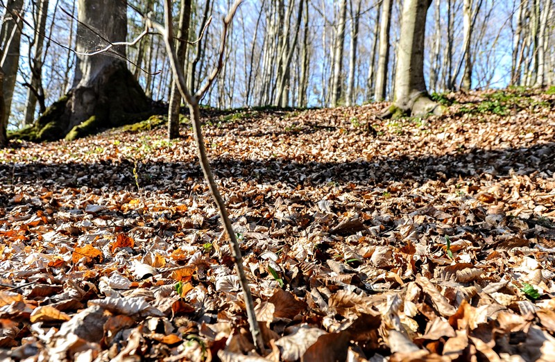 Elbląg, Lasy otwarte, ale bardzo suche Elbląg, Lasy otwarte, ale bardzo suche