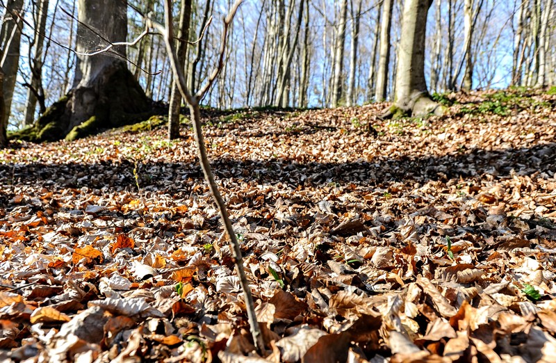 Elbląg, Lasy otwarte, ale bardzo suche